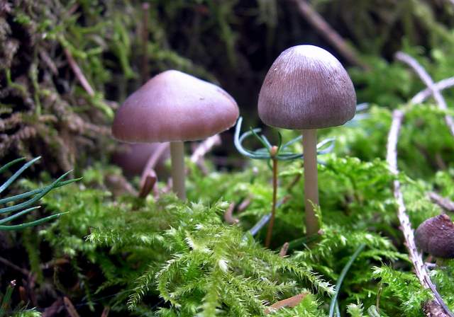 Il Risveglio dei Funghi